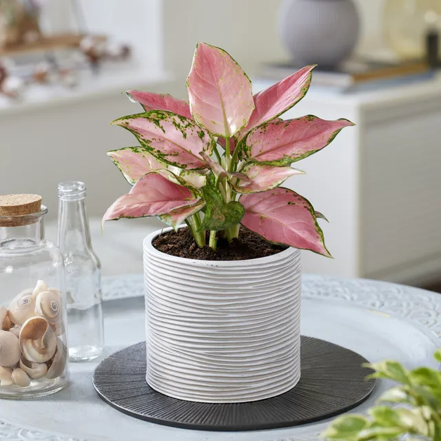 Bakker Pink Star aglaonema d’intérieur pot 12cm feuillage rose
