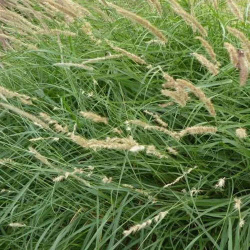 Bakker Pennisetum herbe aux écouvillons graminée 9 cm