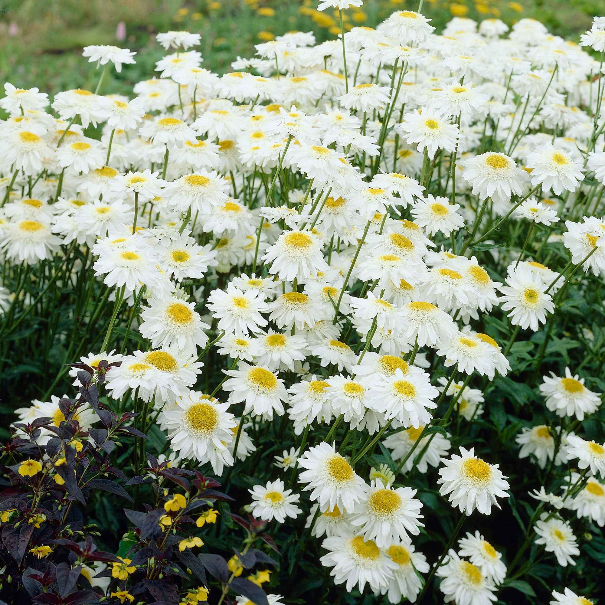 Bakker Marguerite Wirral Supreme vivace pot Ø9cm blanche double été