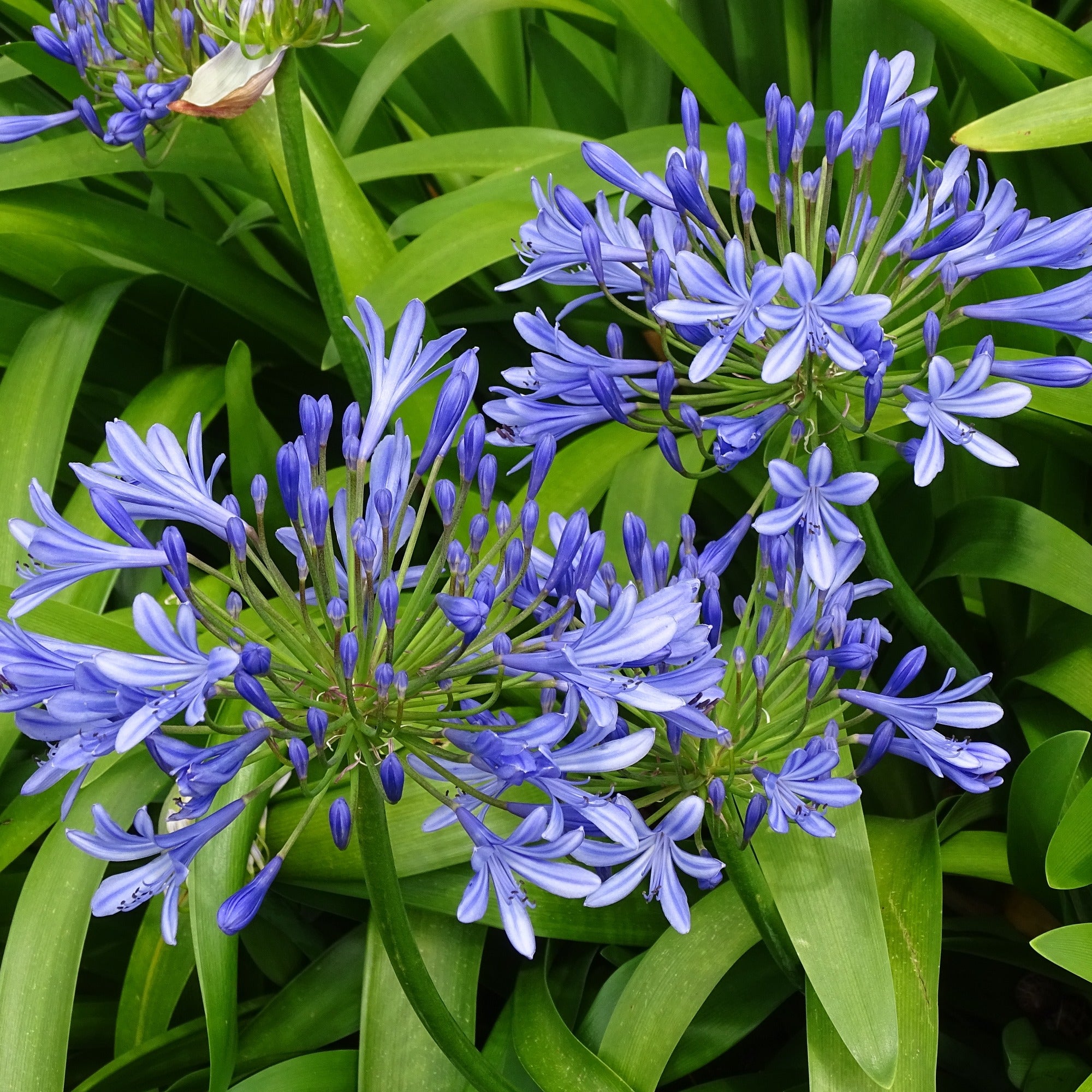 Bakker Agapanthe bleue plante vivace 3 racines nues