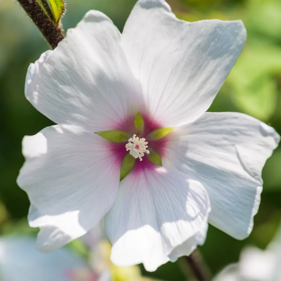 Bakker Barnsley Baby lavatère pot Ø 9cm fleurs blanches