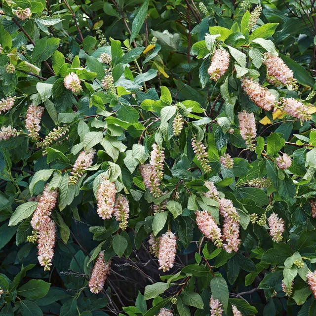 Bakker Clethras à feuilles d'aulne arbuste rose 2 pots 9cm