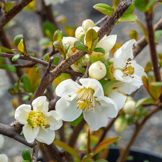 Bakker Cognassier Nivalis arbuste fleurs blanches pot 3L