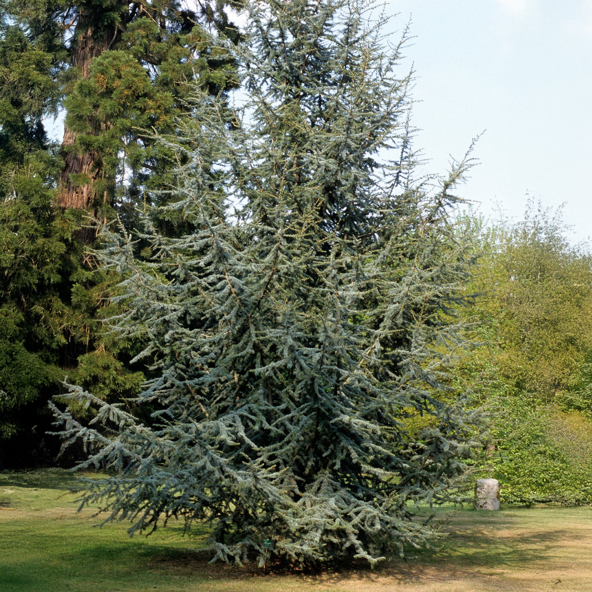Bakker Cèdre bleu de l'Atlas conifère pot 2L 40-60cm
