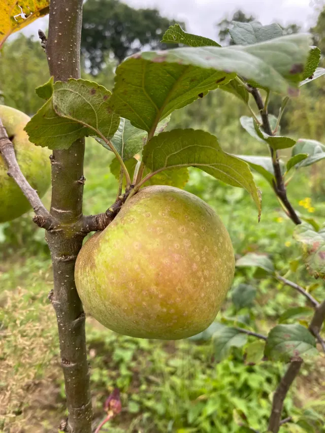 Michel Adam Reinette de Cuzy pommier arbre fruitier de jardin