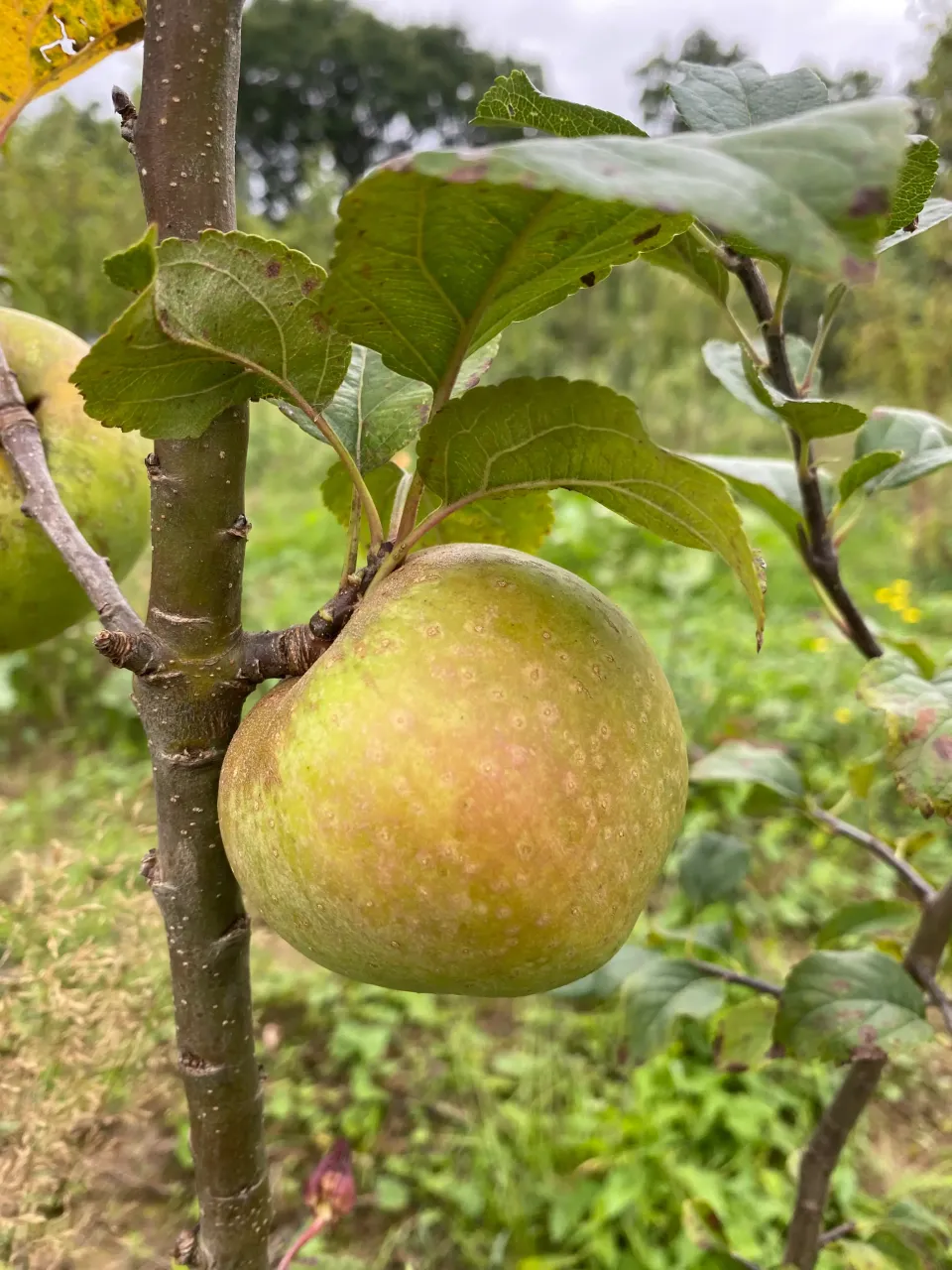 Michel Adam Reinette de Cuzy pommier arbre fruitier de jardin
