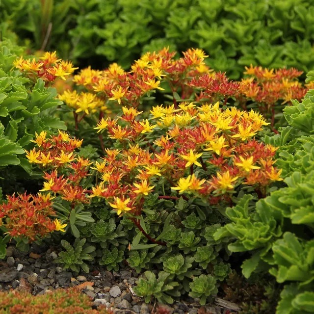 Passion Vivaces SEDUM floriferum Weihenstephaner Gold couvre-sol godet