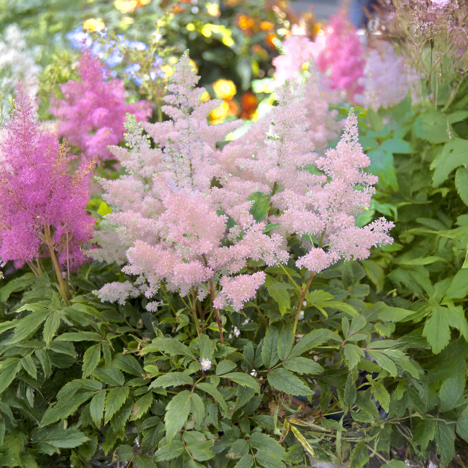 Bakker Astilbe du Japon Europa vivace pot 9cm rose ombre