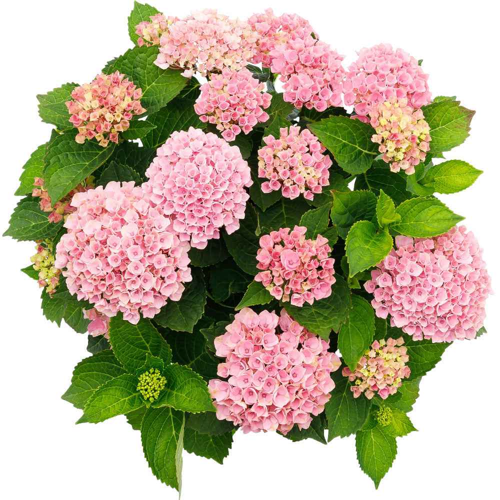 Bakker Hortensia Revolution Pink pot 14cm rose 20-25cm