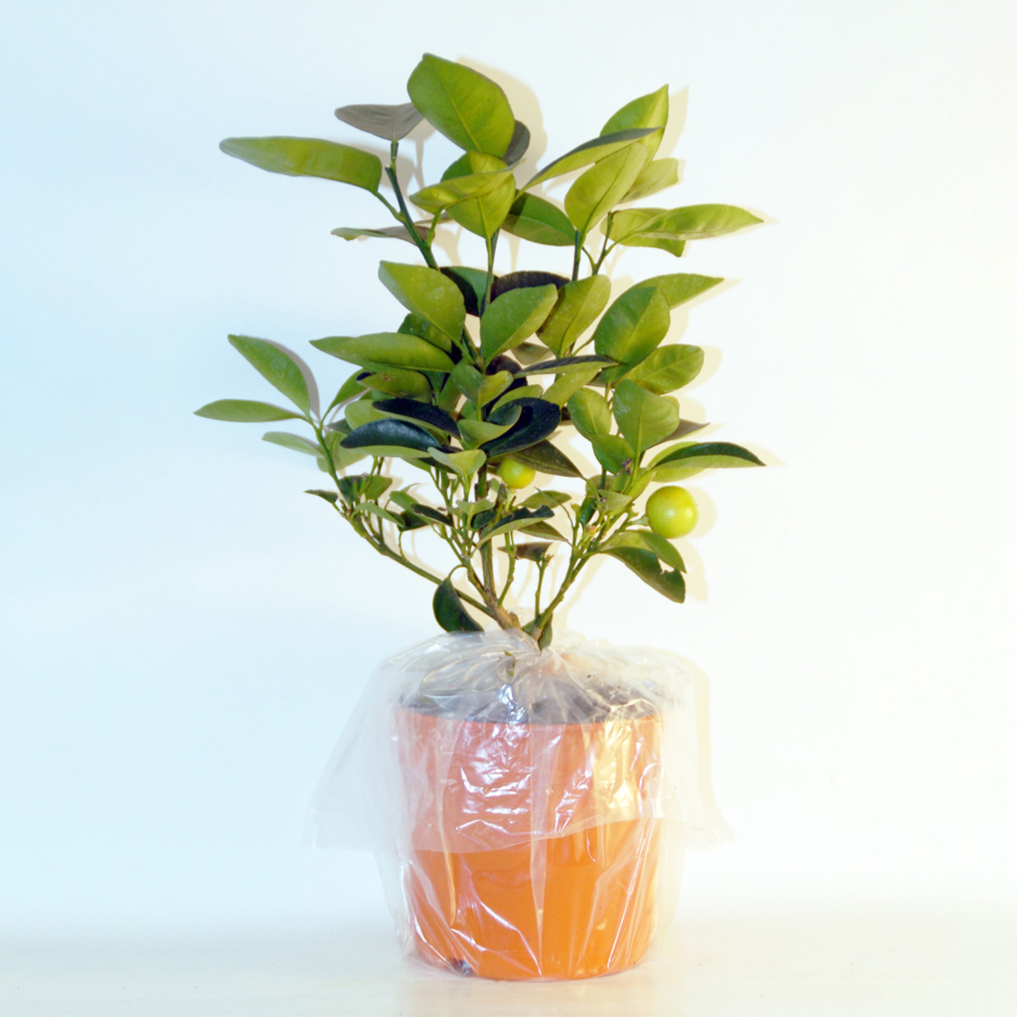 Bakker Collection Kumquat Citronnier fruitiers 2 pots 14cm