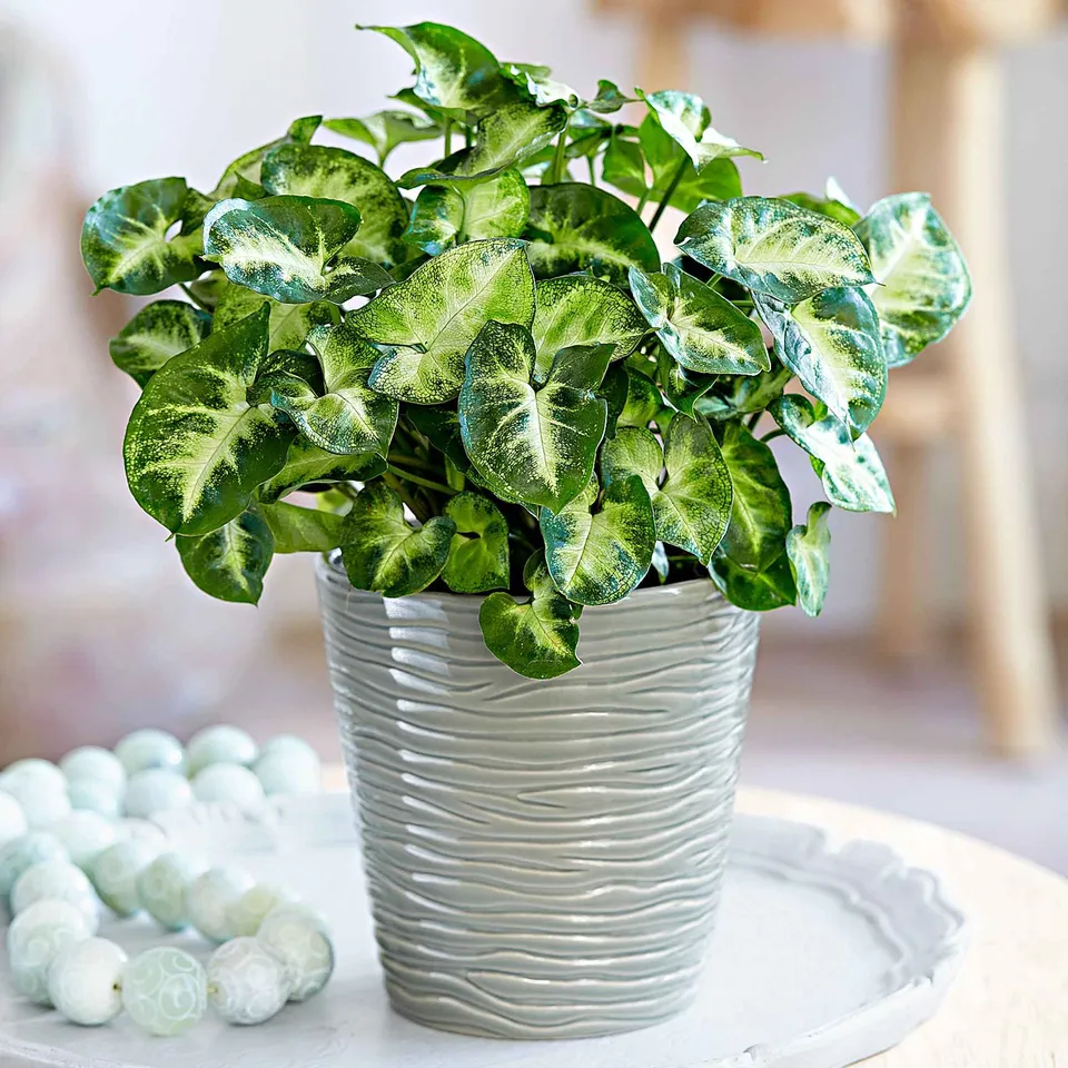 Bakker Syngonium Pixie plante verte pot 12cm
