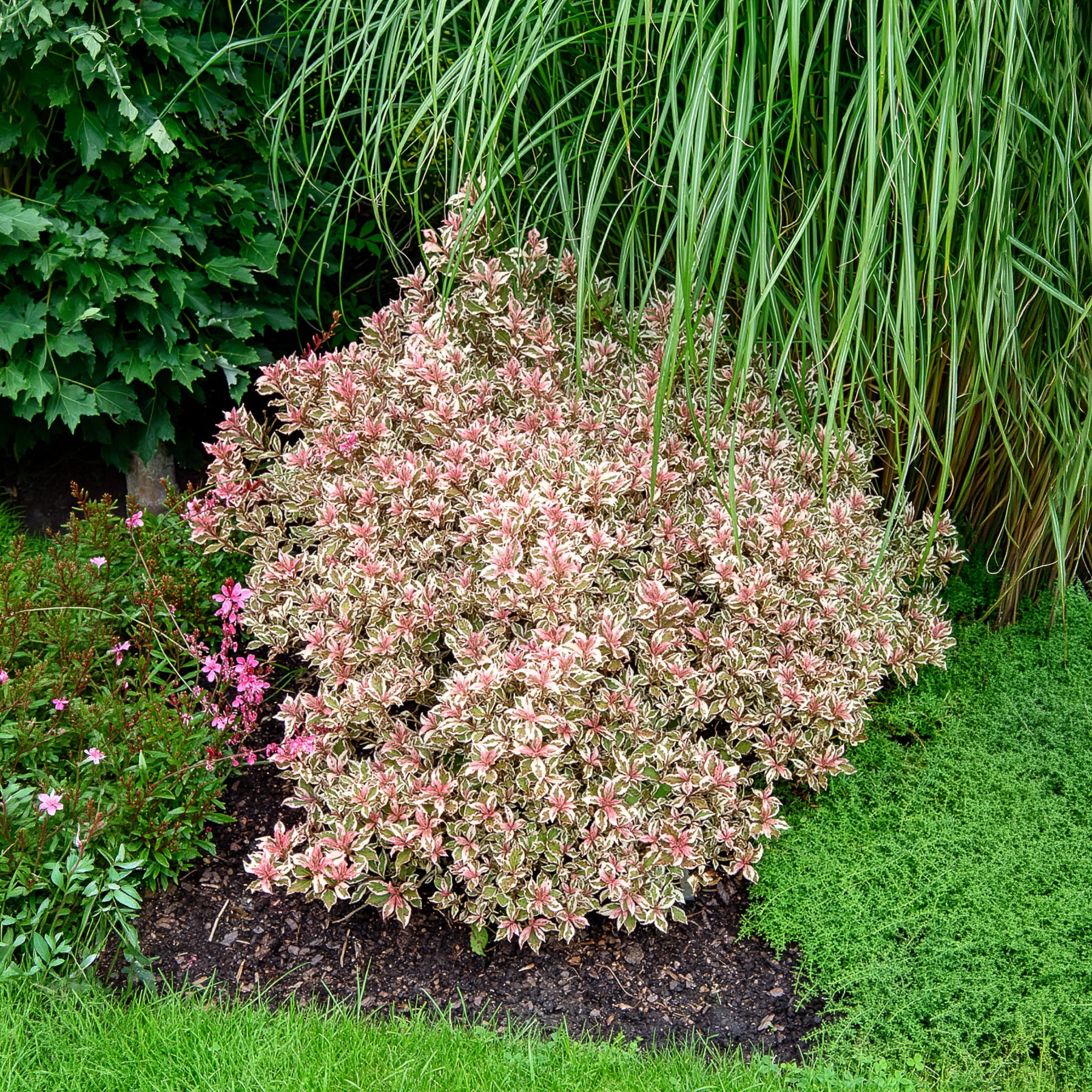 Bakker Weigélia Monet arbuste panaché pot 4,5L rose