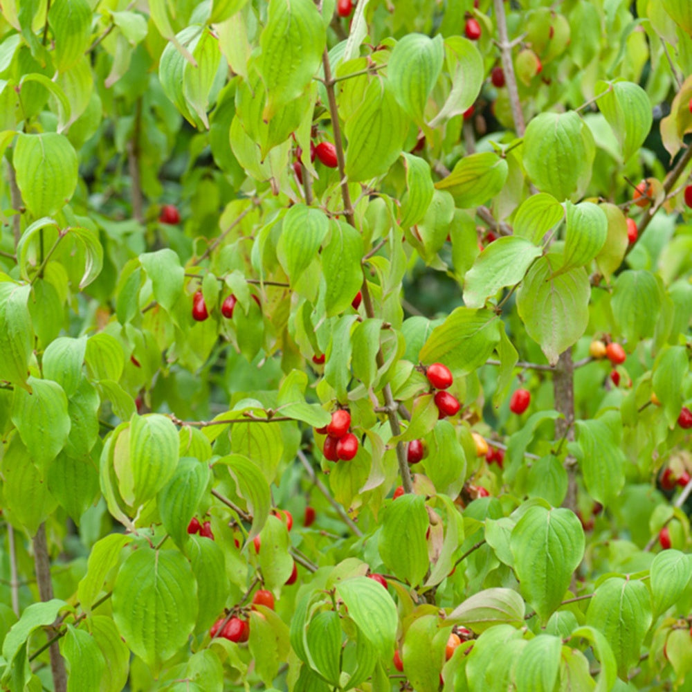 Bakker Cornouiller mâle arbuste pot 2L fleurs jaunes fruits