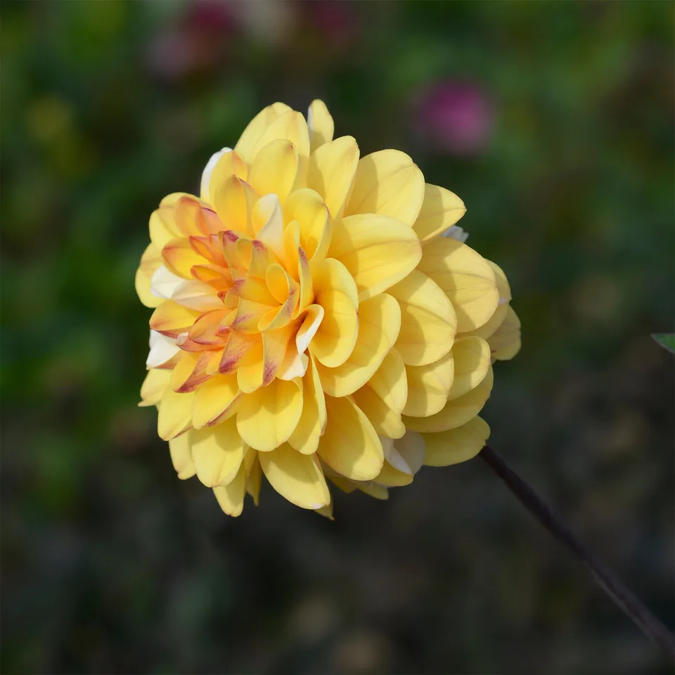 Bakker Bulbes à fleurs Dahlia Double Jill bulbe jaune calibre I