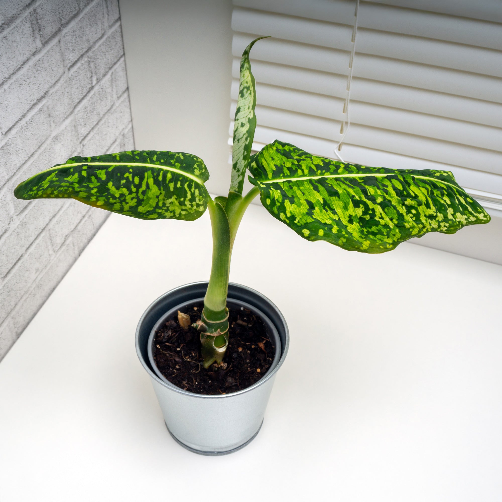 Bakker Intérieur Dieffenbachia Reflector plante verte pot 17 cm