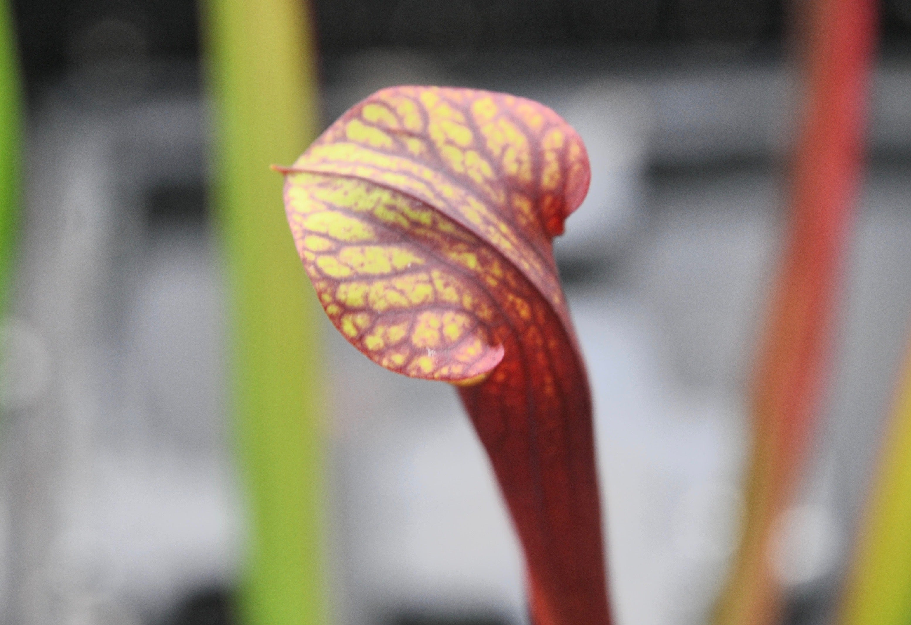 Carniflore Sarracenia alata x flava plante carnivore rouge