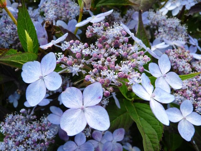 Les Hortensias du Haut Bois Tiara hortensia serrata compact