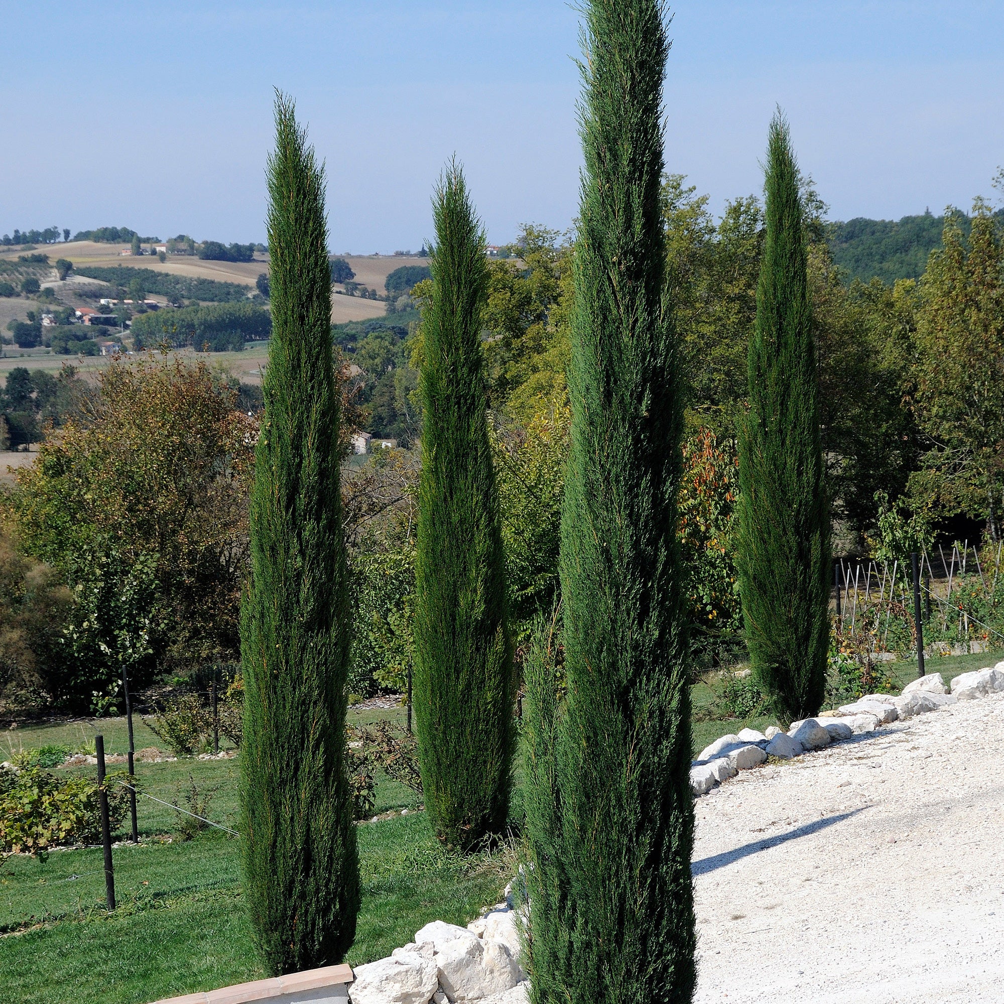 Bakker Stricta cyprès d'Italie pot Ø 9cm 10-15cm haie