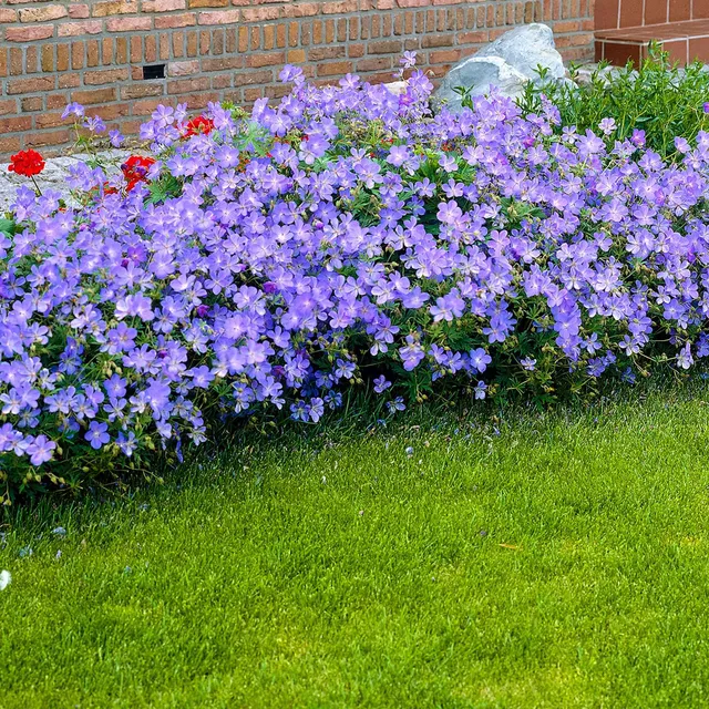 Bakker Johnsons Blue géranium vivace pot 9cm bleu lavande