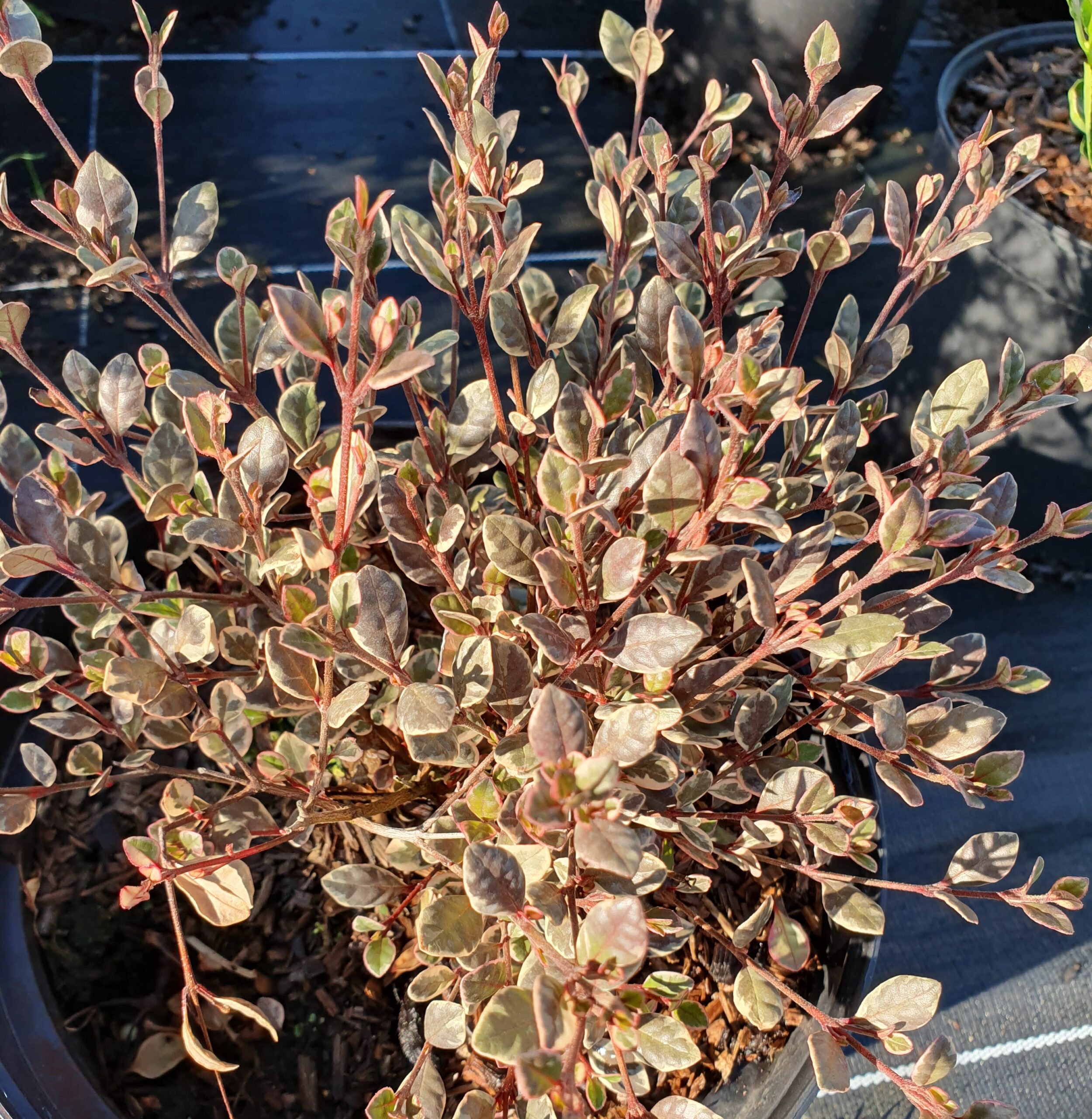 Pépinières Ripoche Lophomyrtus Magic Dragon arbuste rose