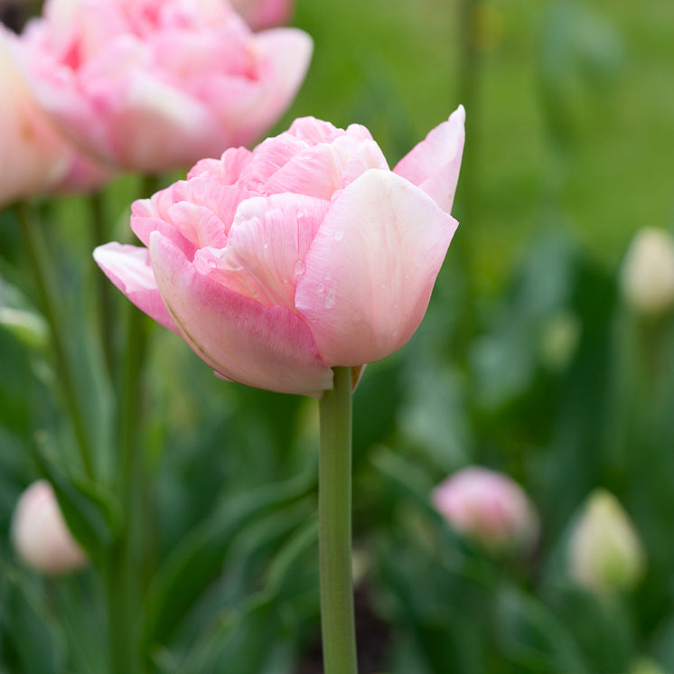Bakker Bulbes à fleurs Tulipe Angélique double rose 10 bulbes