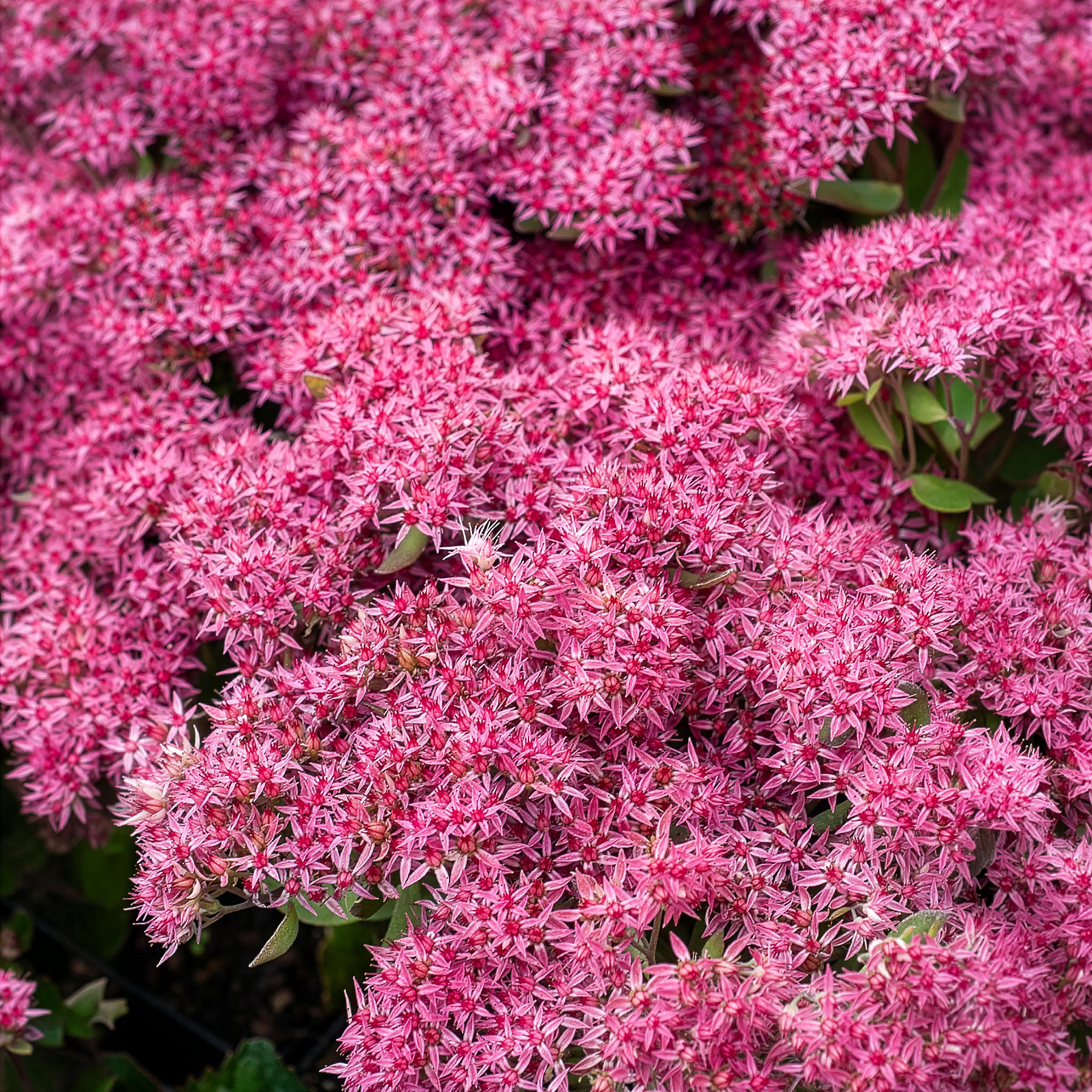 Bakker Sedum Mr Goodbud vivace pot Ø9cm rose