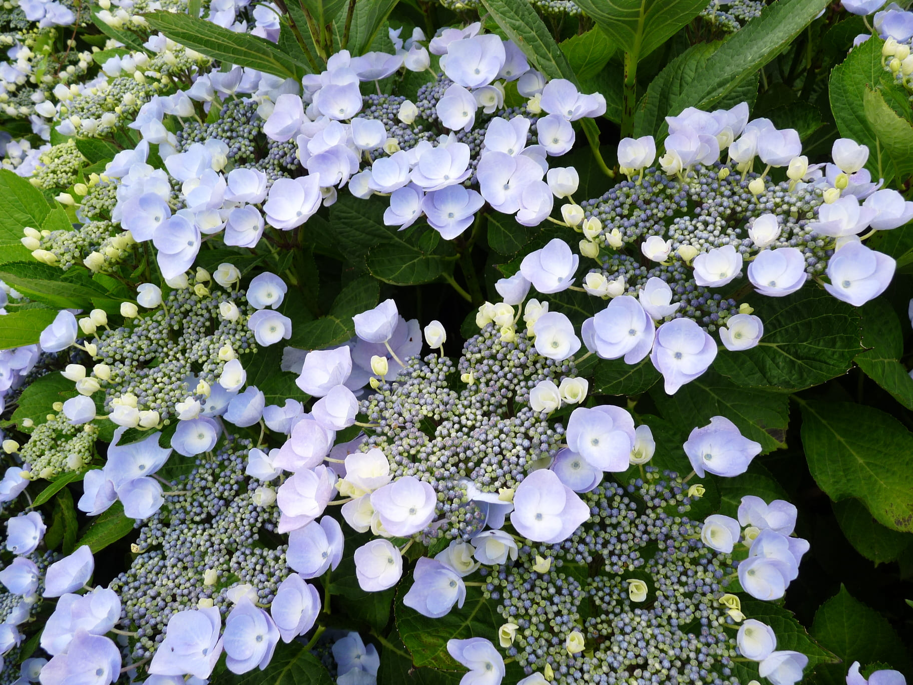 Les Hortensias du Haut Bois Namping hortensia fleurs plates godet