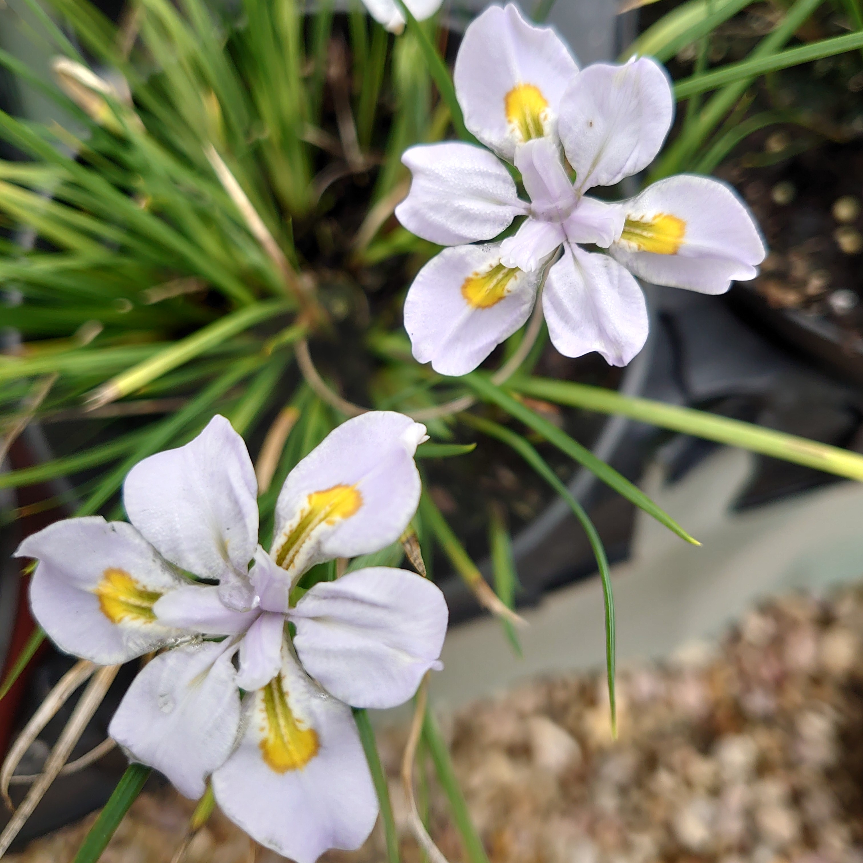Passion Vivaces Iris henryi vivace pot 1 litre blanc bleuté