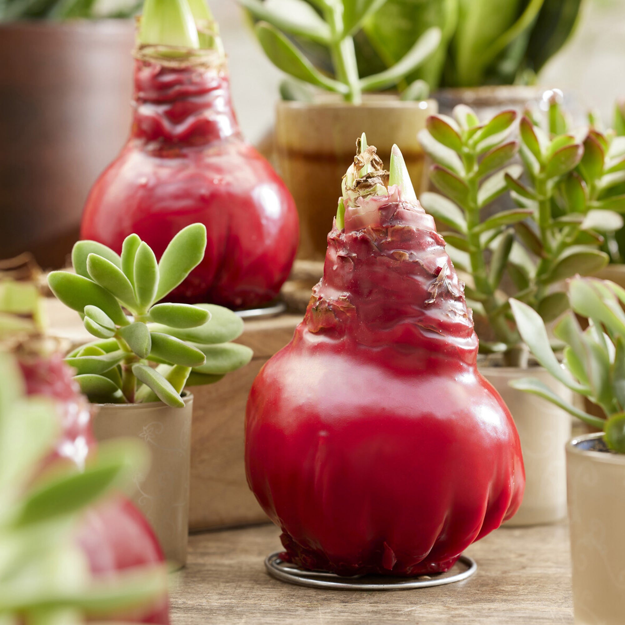 Bakker Gloss X Mas Red amaryllis cire rouge pièce