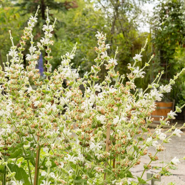 Bakker Salvia Argentea sauge argentée vivace pot 8cm soleil