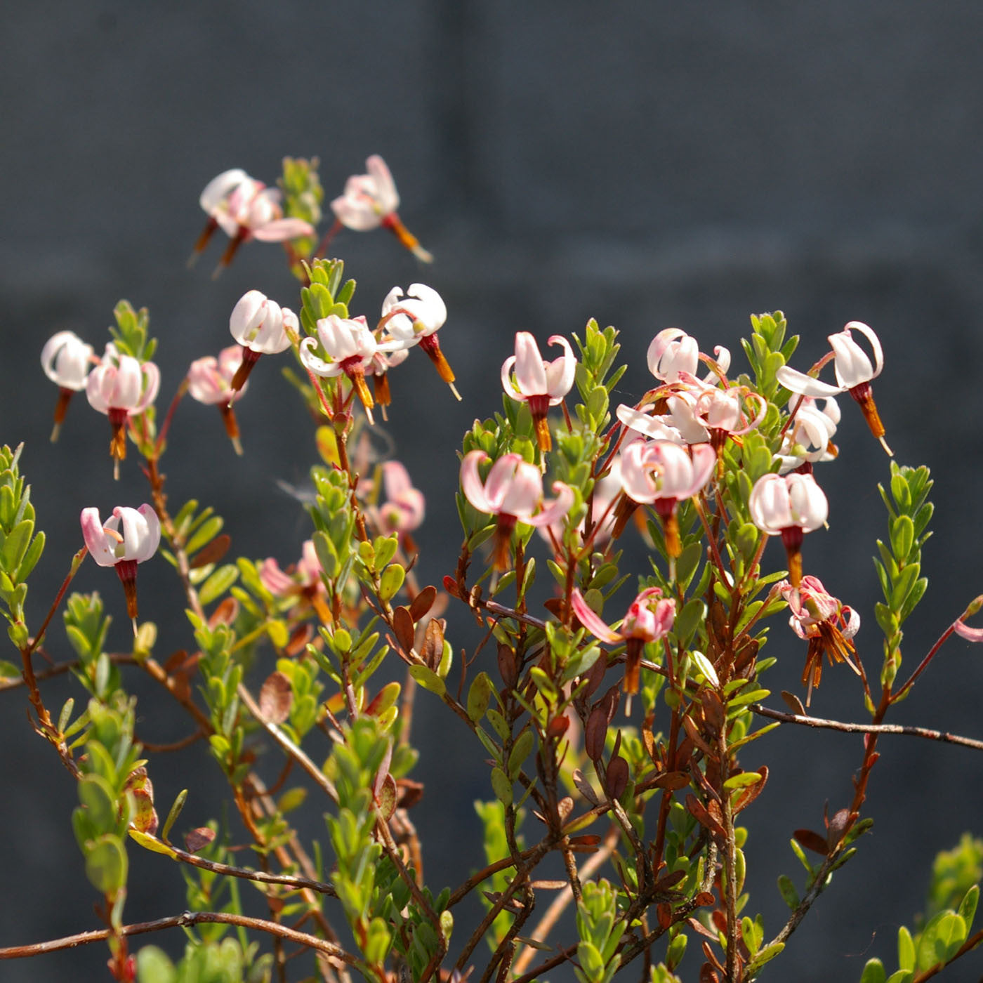 Carniflore Vaccinium macrocarpon canneberge cranberry baie pot