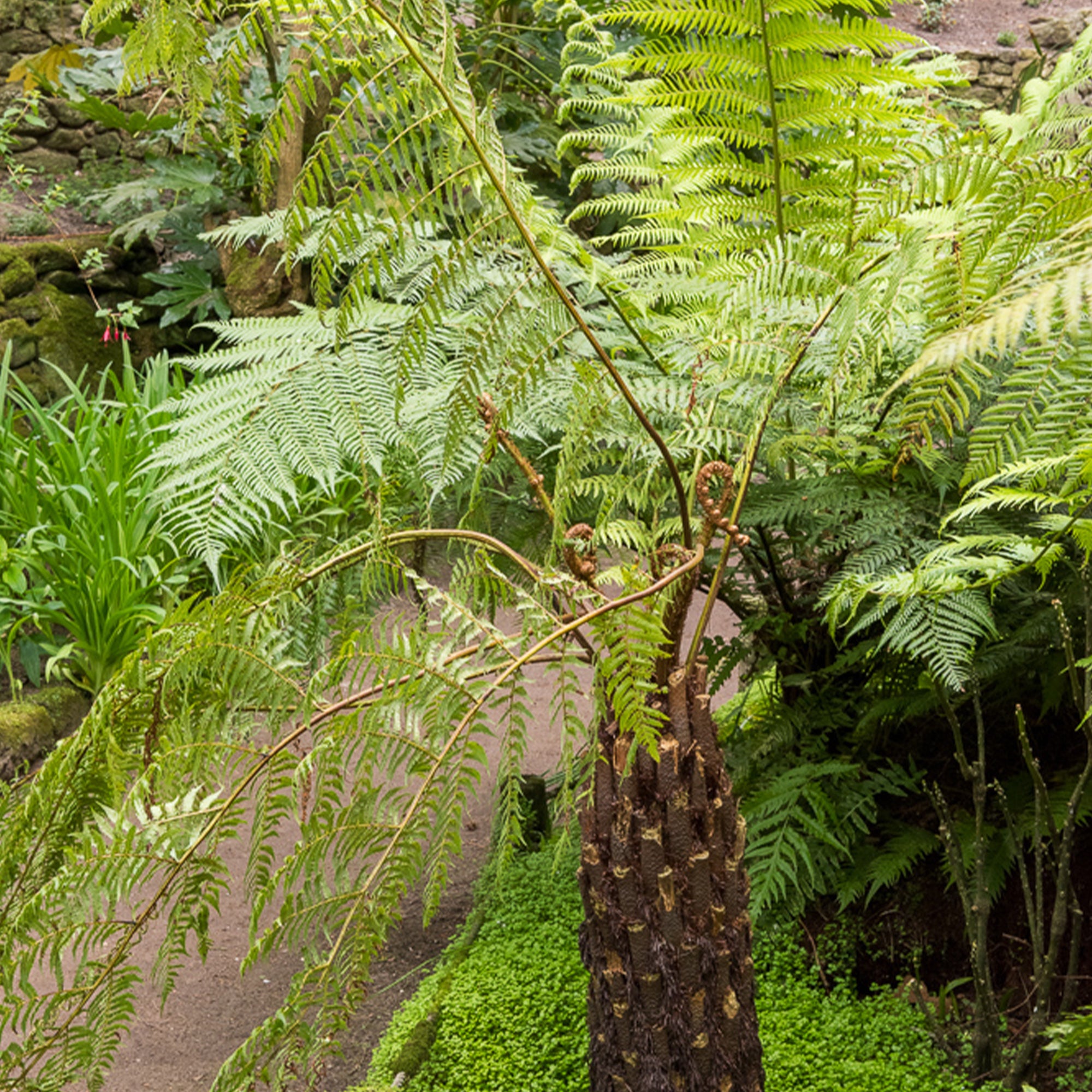 Bakker Fougère arborescente Cyathea pot Ø 9cm mi-ombre