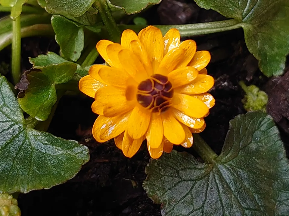 Ranunculus ficaria Nathalie renoncule godet orange double