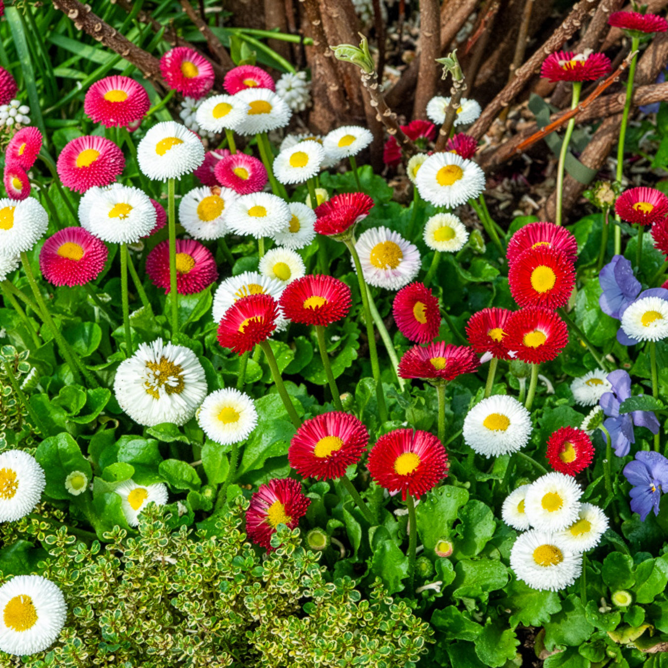 Bakker Pâquerettes en mélange plante vivace 2 pots Ø 9cm multicolore
