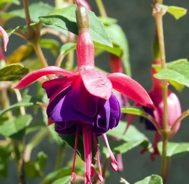 Passion Vivaces Fuchsia Tom Thumb plante de jardin pot 1L rouge