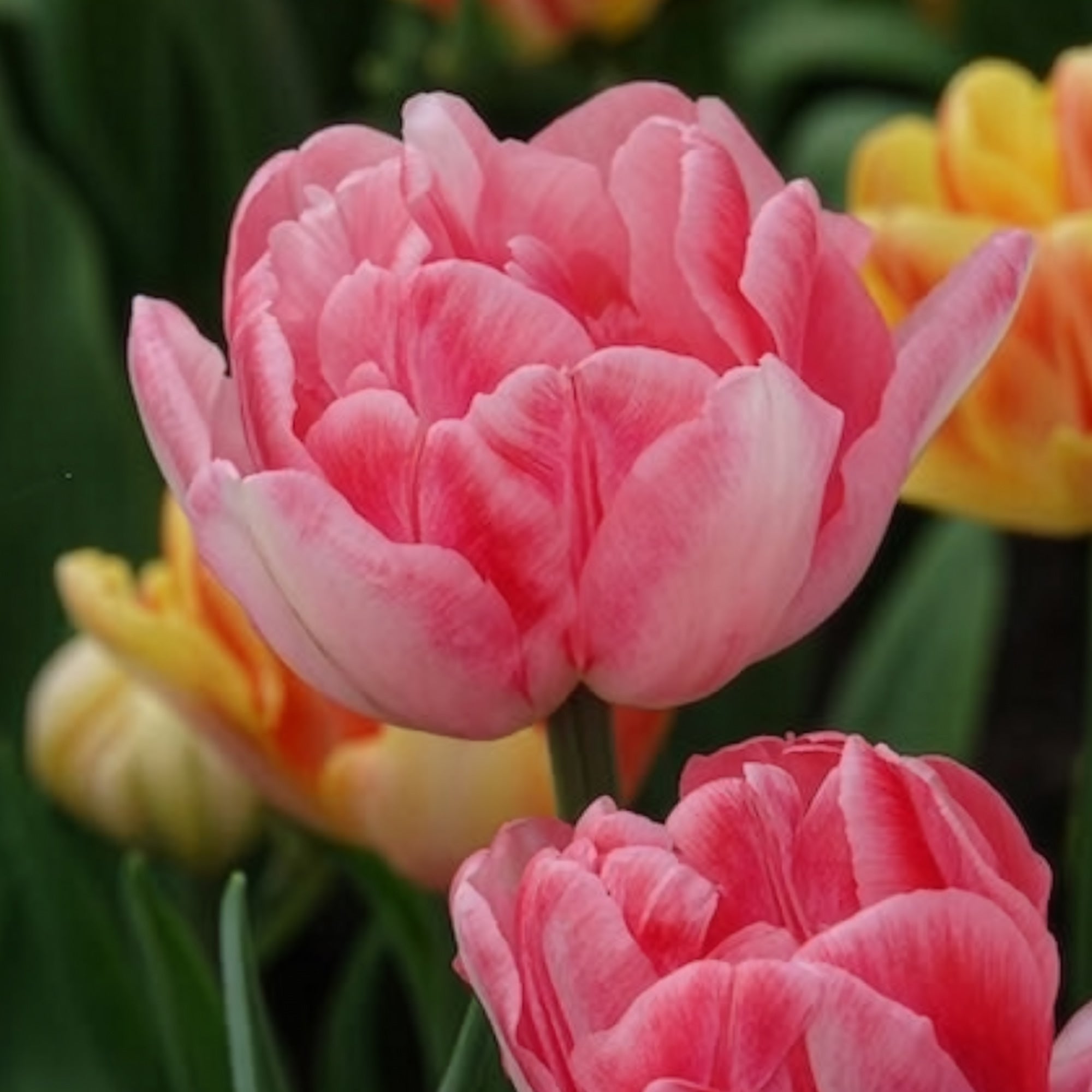 Bakker Tulipe Foxtrot pivoine rose 10 bulbes 11 cm+