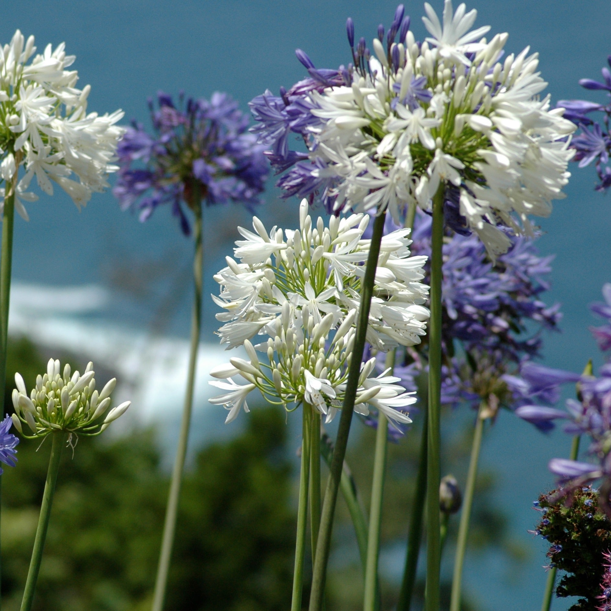 Bakker Agapanthes violettes blanche vivace lot 3 racines