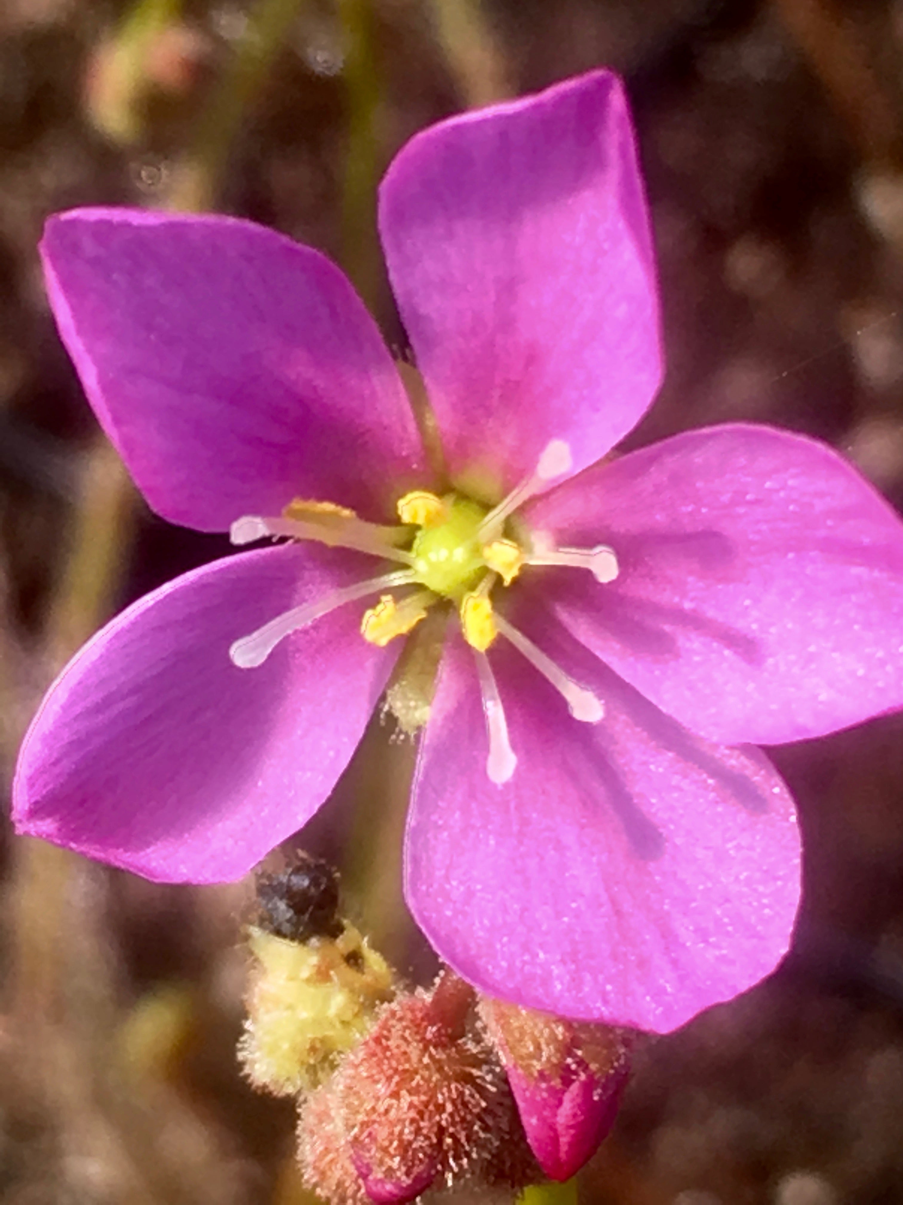 Carniflore Drosera filiformis plante carnivore pot 9cm extérieur