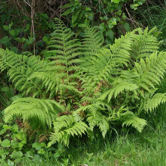 Bakker Fougère femelle vivace pot 8cm plante ombre rustique