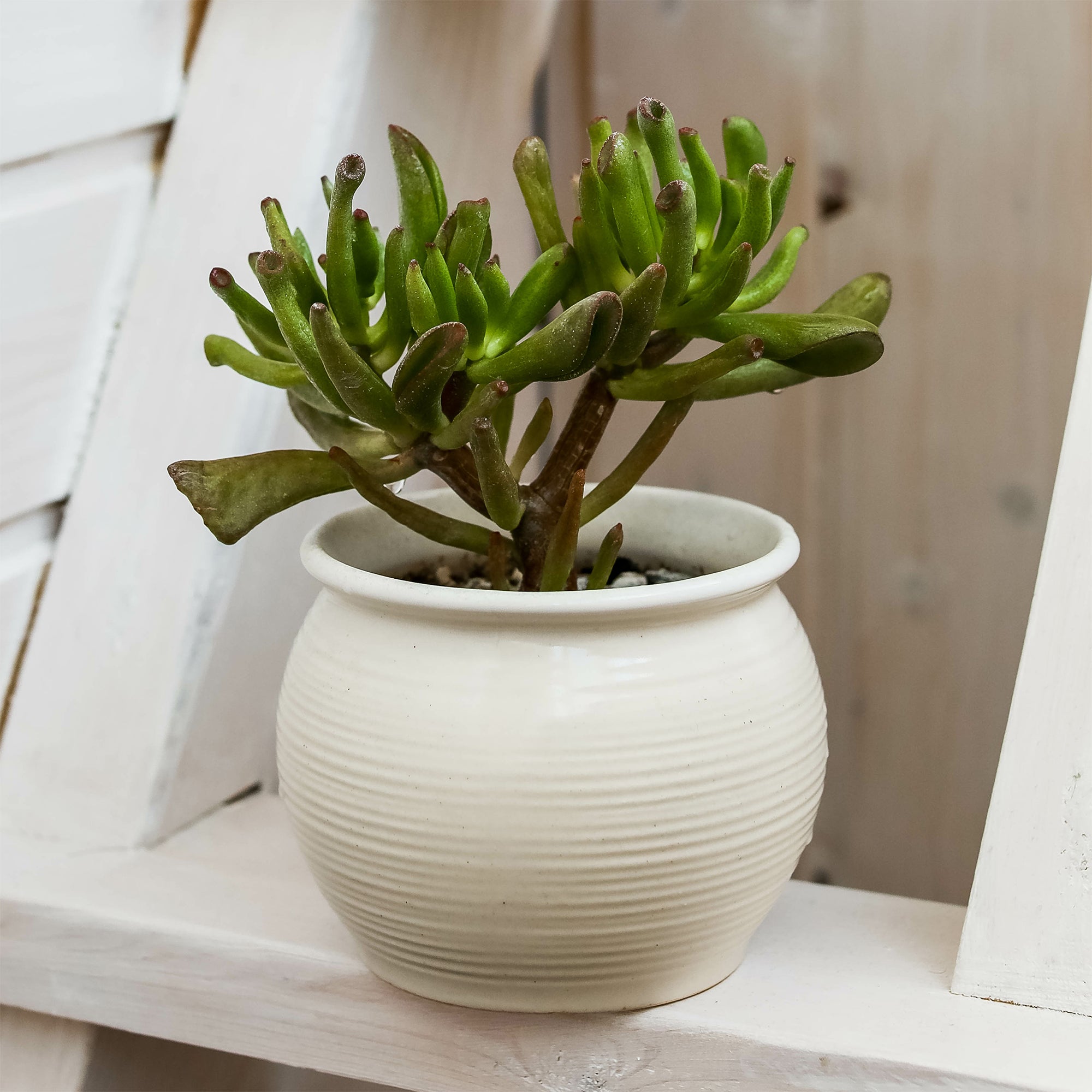 Bakker Crassula ovata Gollum plante grasse pot Ø 12cm 10-20cm
