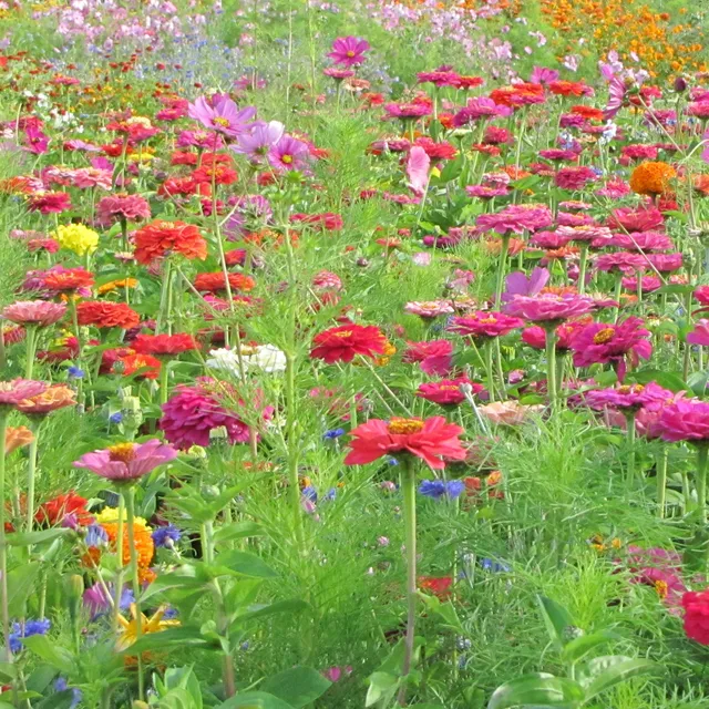 Bakker Fleurs à couper graines mélange 25g 20m²