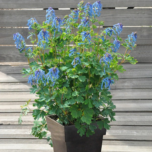 Bakker Blue Line corydale pot 8 cm fleur bleue