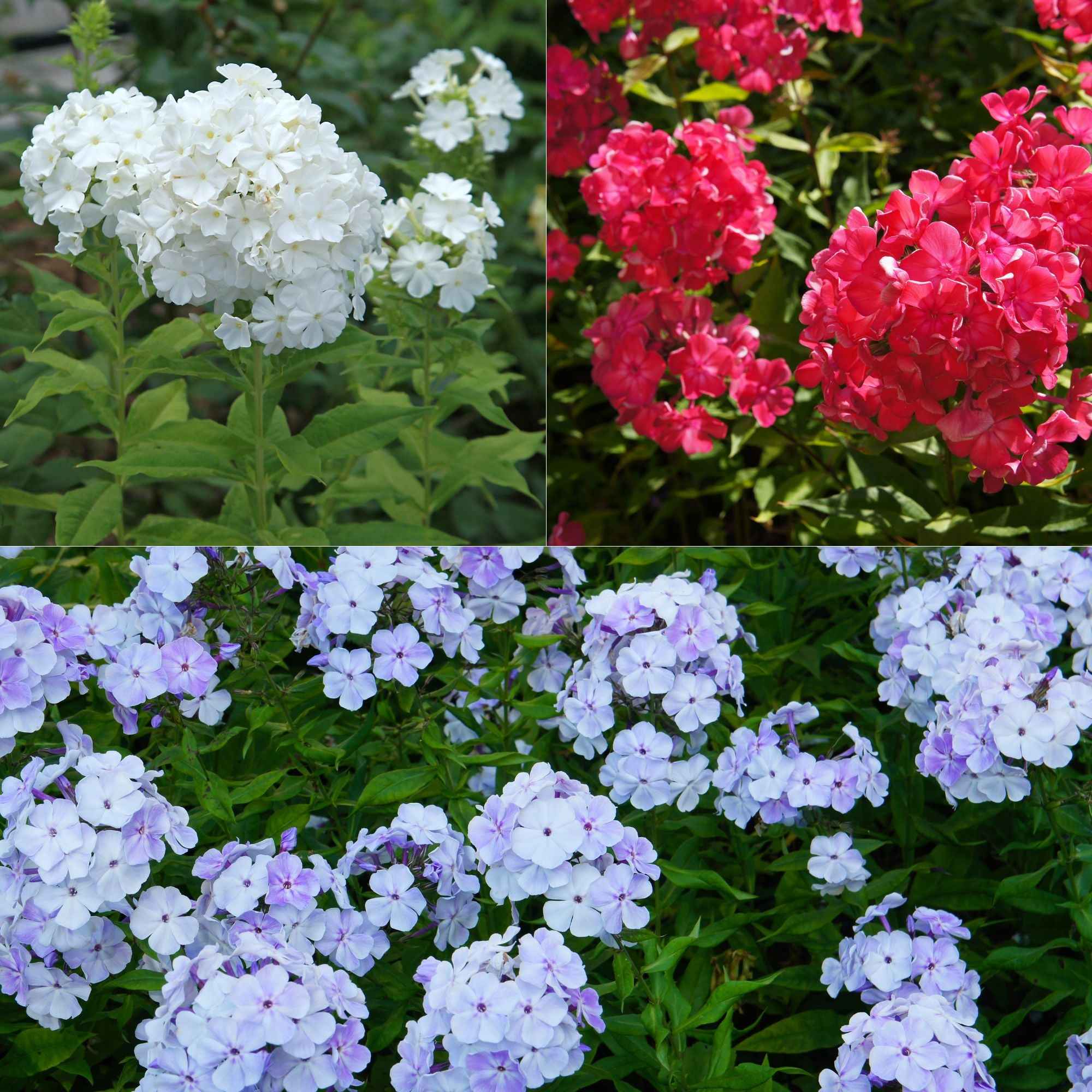 Bakker Phlox paniculata 3 vivaces mélange 3 racines nues