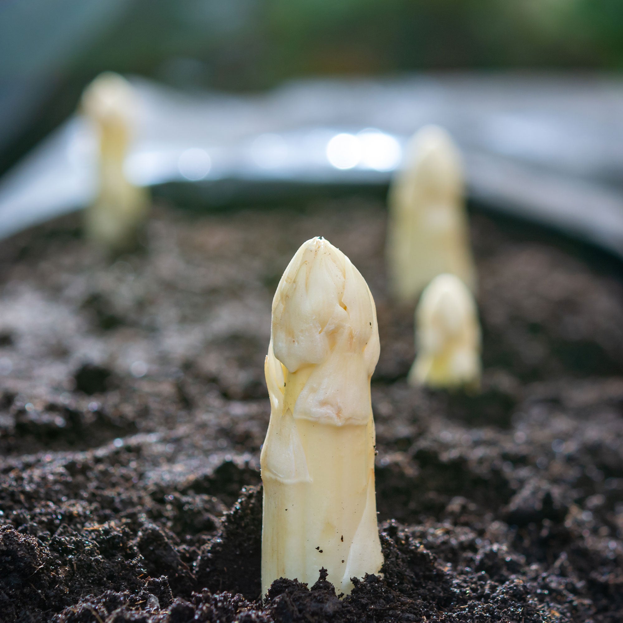 Bakker Potager Asperges Argenteuil 10 griffes 2 ans chair tendre