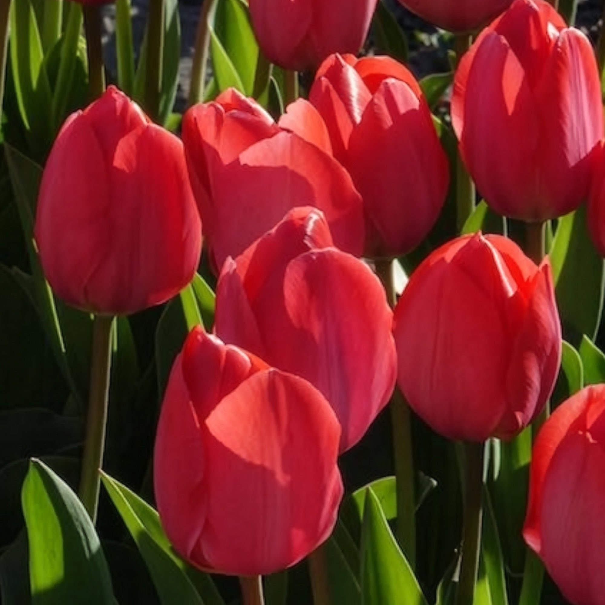 Bakker Van Eijk tulipe rose lot de 10 bulbes fleur coupée