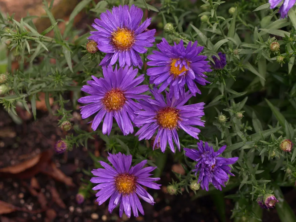 Passion Vivaces Aster dumosus Augenweide vivace violette godet