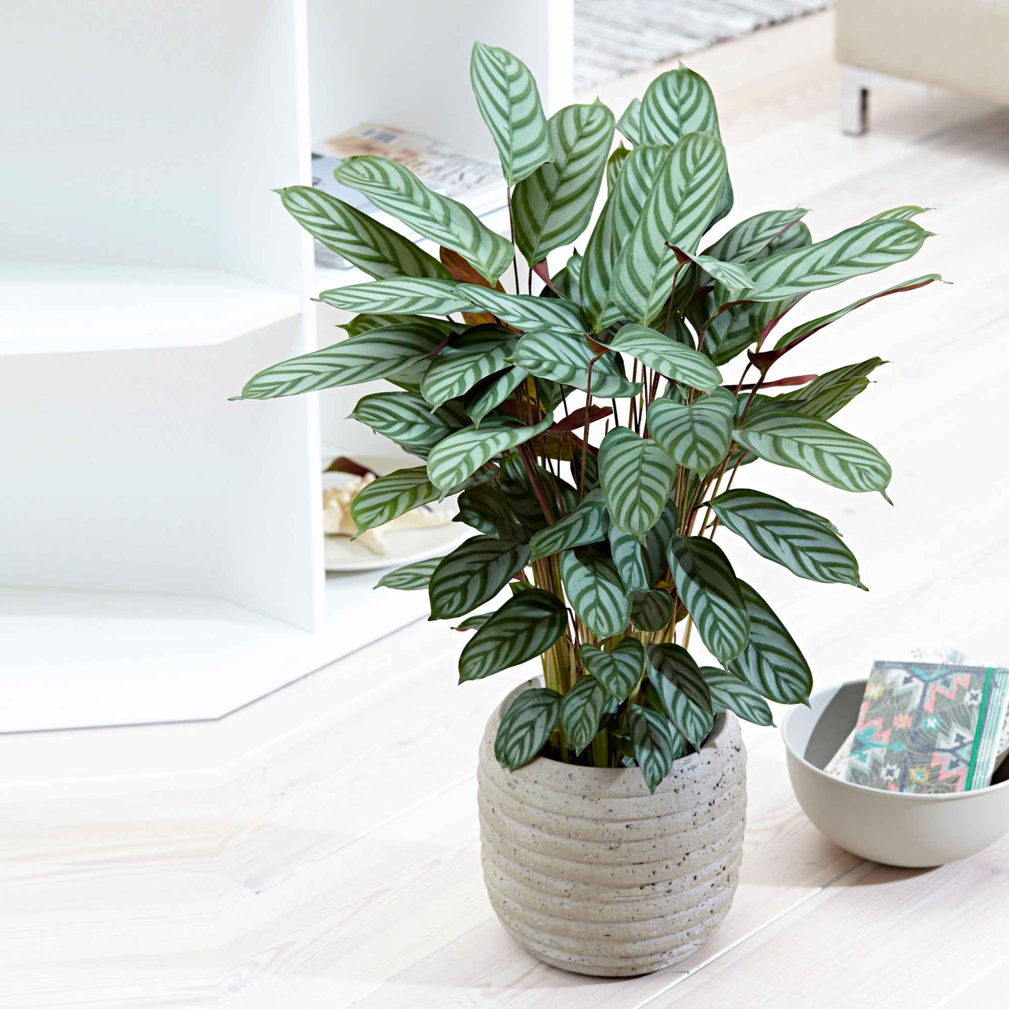 Bakker Compact Star calathea intérieur pot 17cm 70-80cm