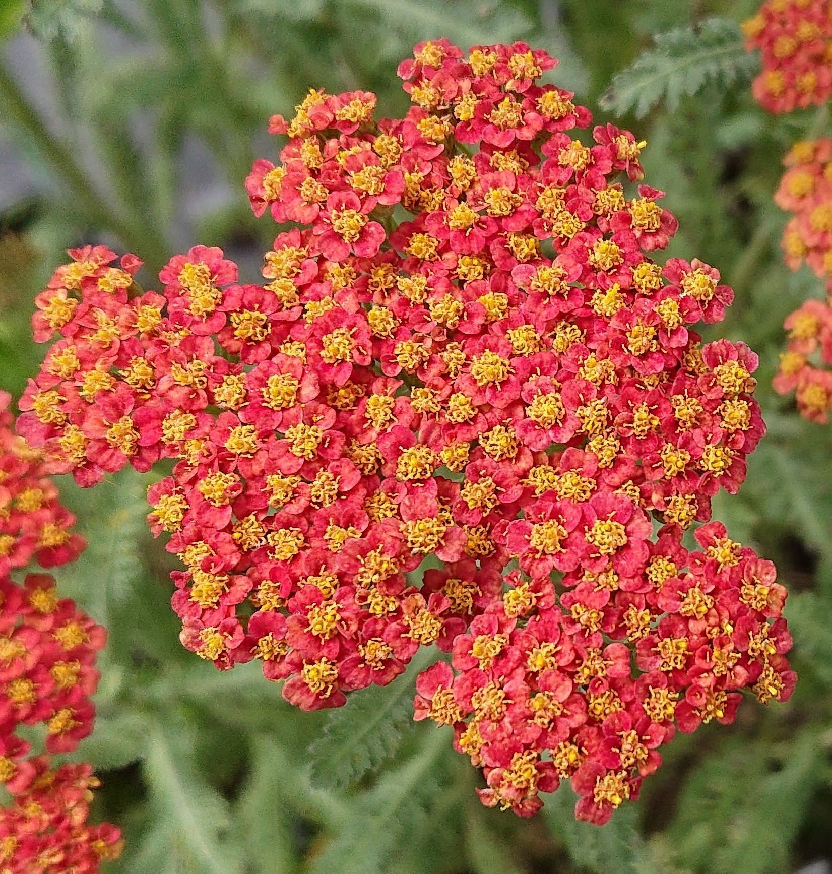 Passion Vivaces Achillea millefolium Safran plante de jardin godet