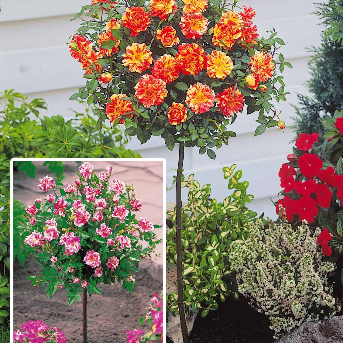 Bakker Rosiers Armida Mousha mini sur tige lot de 2 racines nues