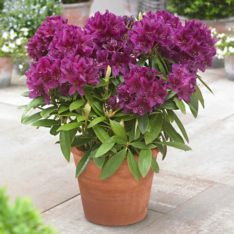 Bakker Rhododendron Polarnacht arbuste fuchsia pot 3L